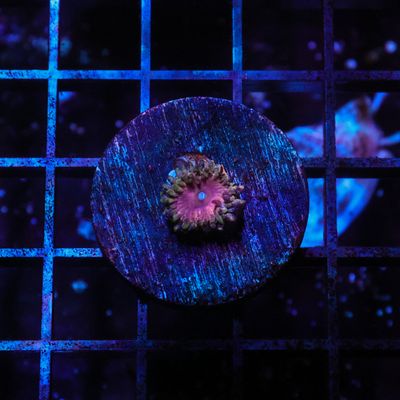 Kamikaze Kush Per Polyp (Zoanthid Sp.)