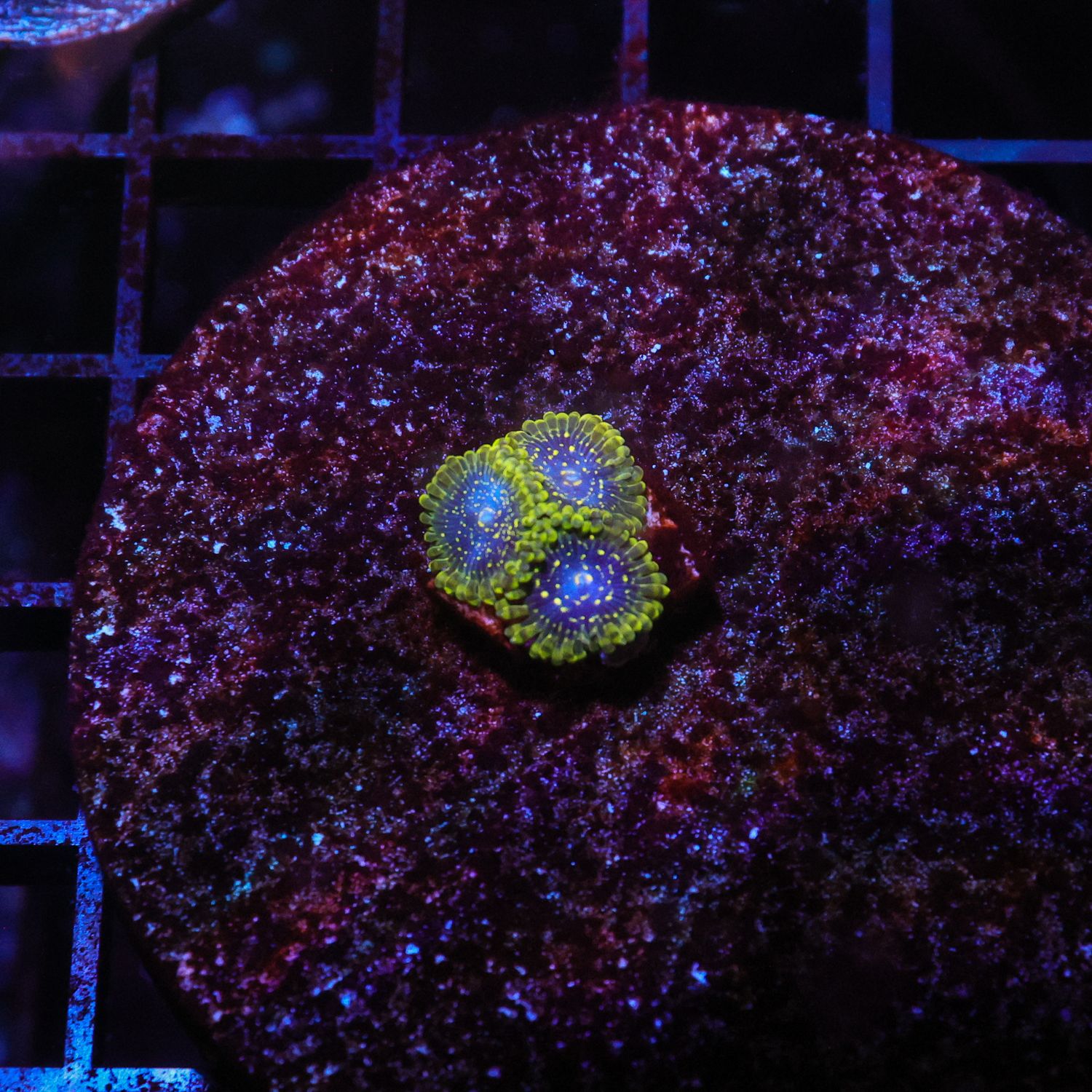 Exosphere Per Polyp (Zoanthid Sp.)
