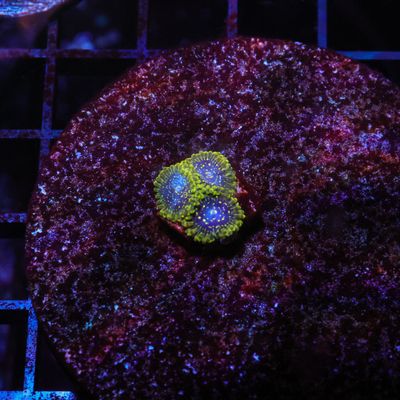 Exosphere Per Polyp (Zoanthid Sp.)