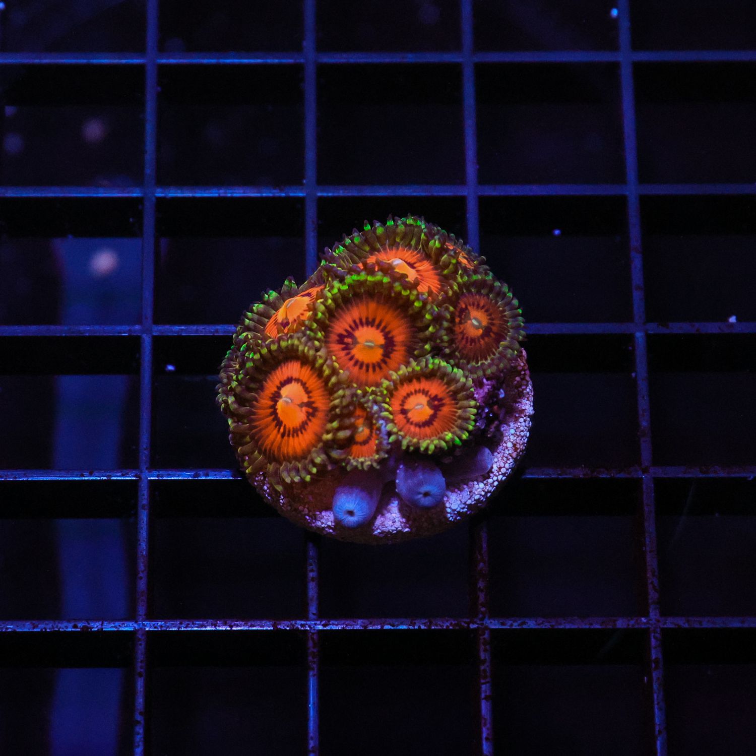 Rainbow Incenerator Zoa (6-10 Heads)