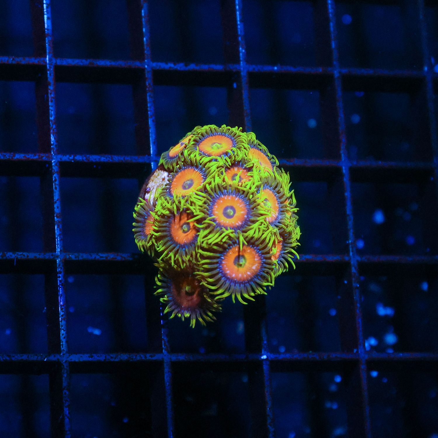 Sunflower Zoa (5-10 Heads)