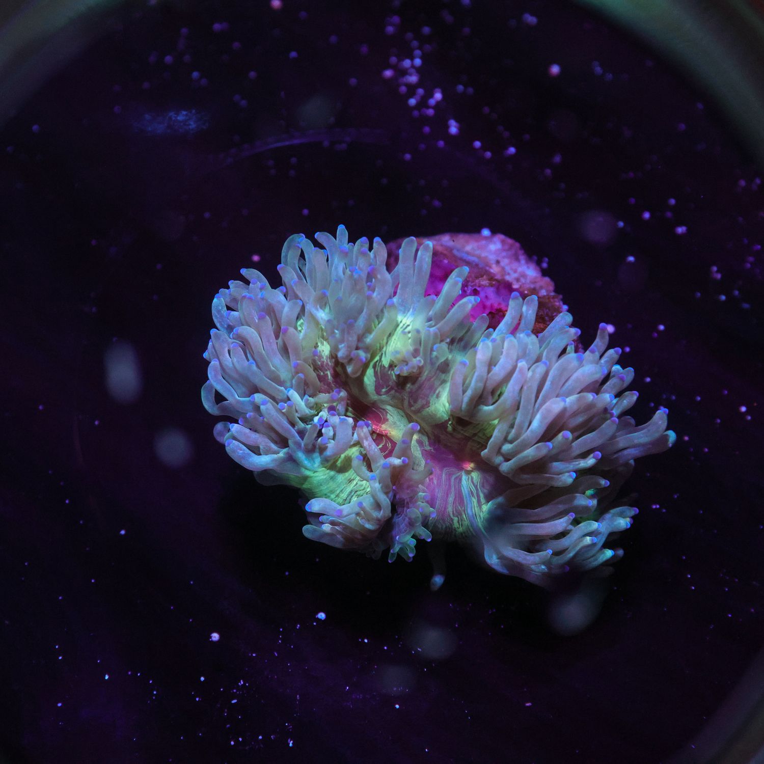 Red Heart Elegance 1 (Cataphyllia Jardinei)