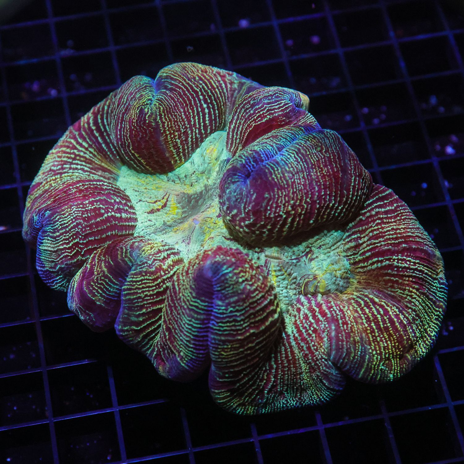 Wellso Folded Brain Coral 1 (Trachyphyllia radiata)