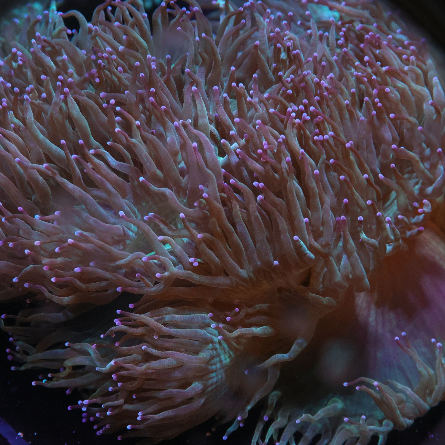 Red Heart Elegance 3 (Cataphyllia Jardinei)