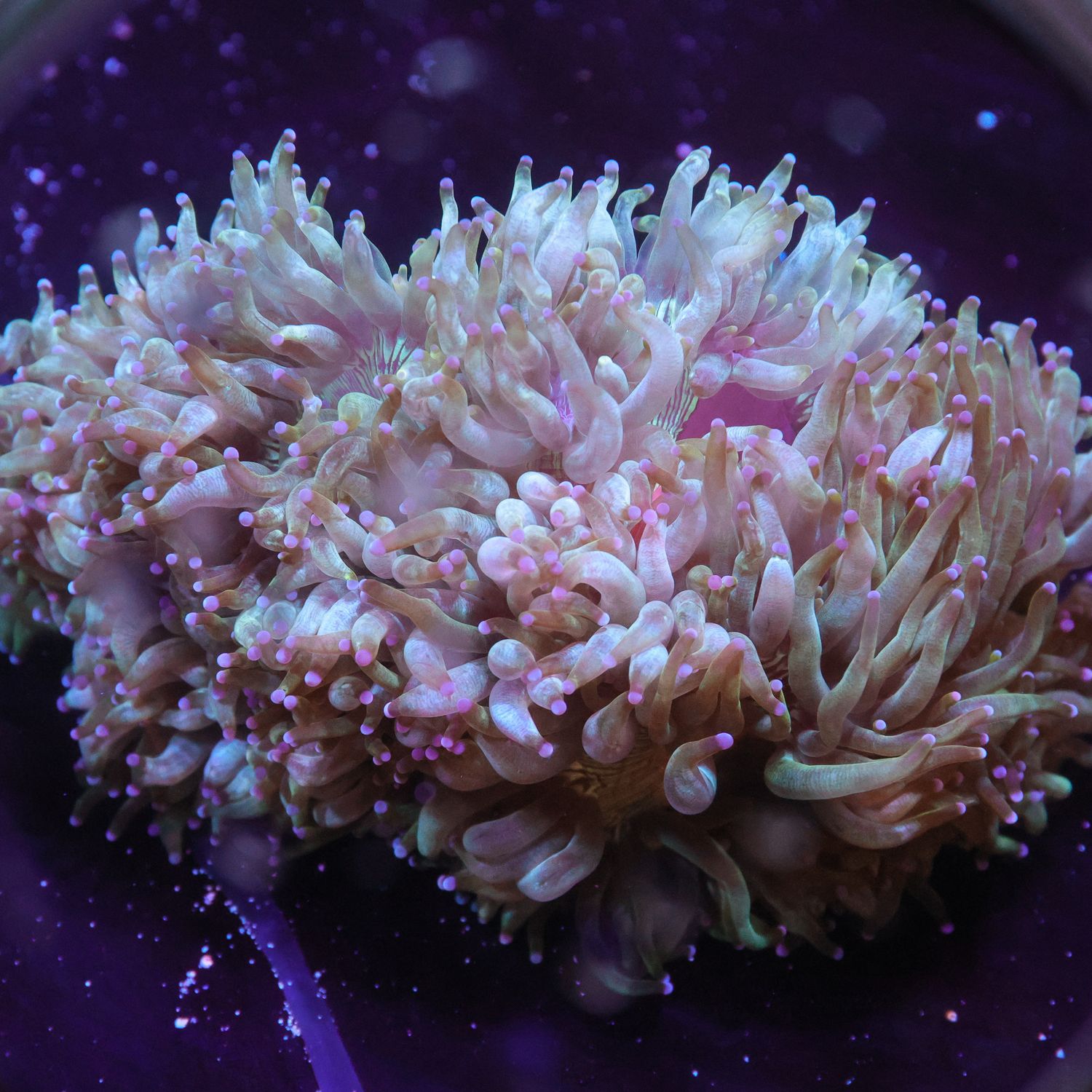 Red Heart Elegance 4 (Cataphyllia Jardinei)