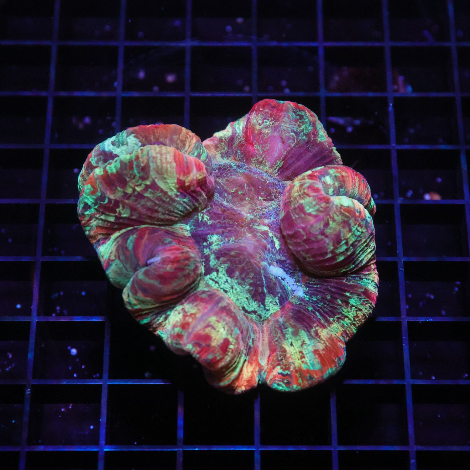 Wellso Folded Brain Coral 2 (Trachyphyllia radiata)