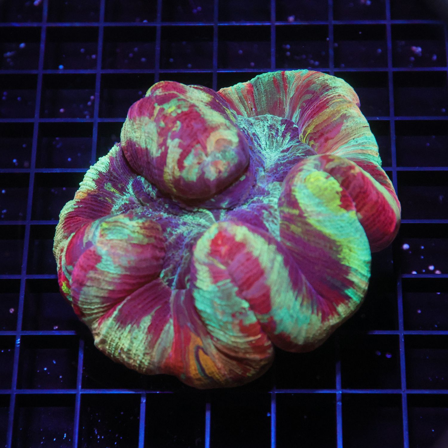 Wellso Folded Brain Coral 3 (Trachyphyllia radiata)
