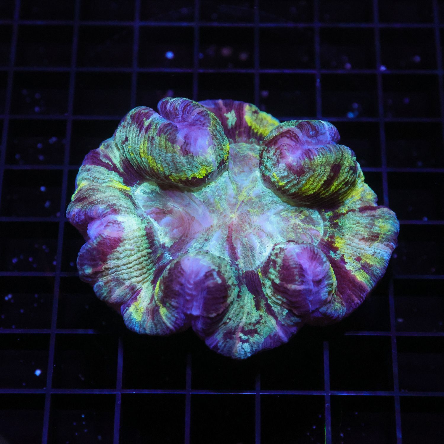 Wellso Folded Brain Coral 4 (Trachyphyllia radiata)