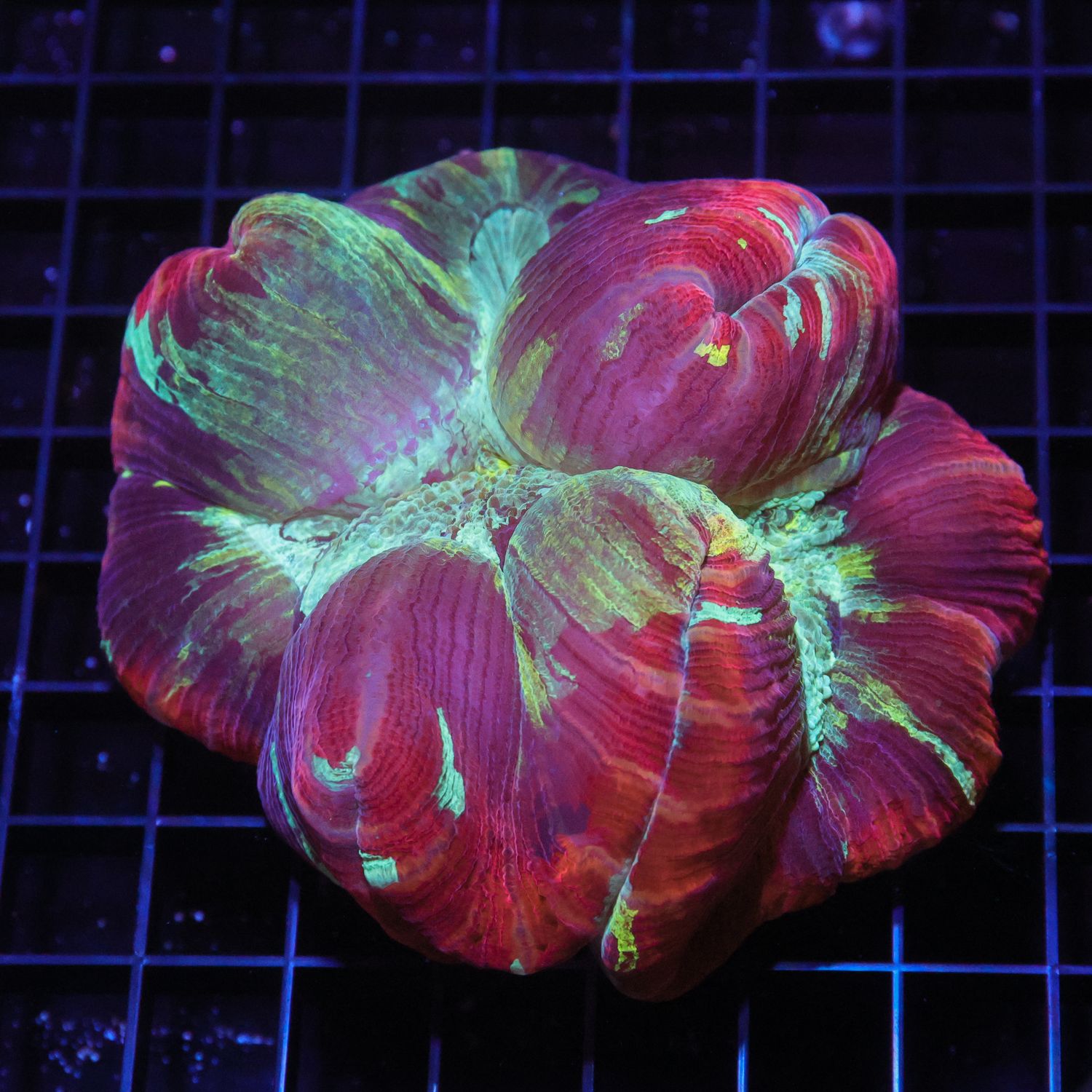 Wellso Folded Brain Coral 8 (Trachyphyllia radiata)