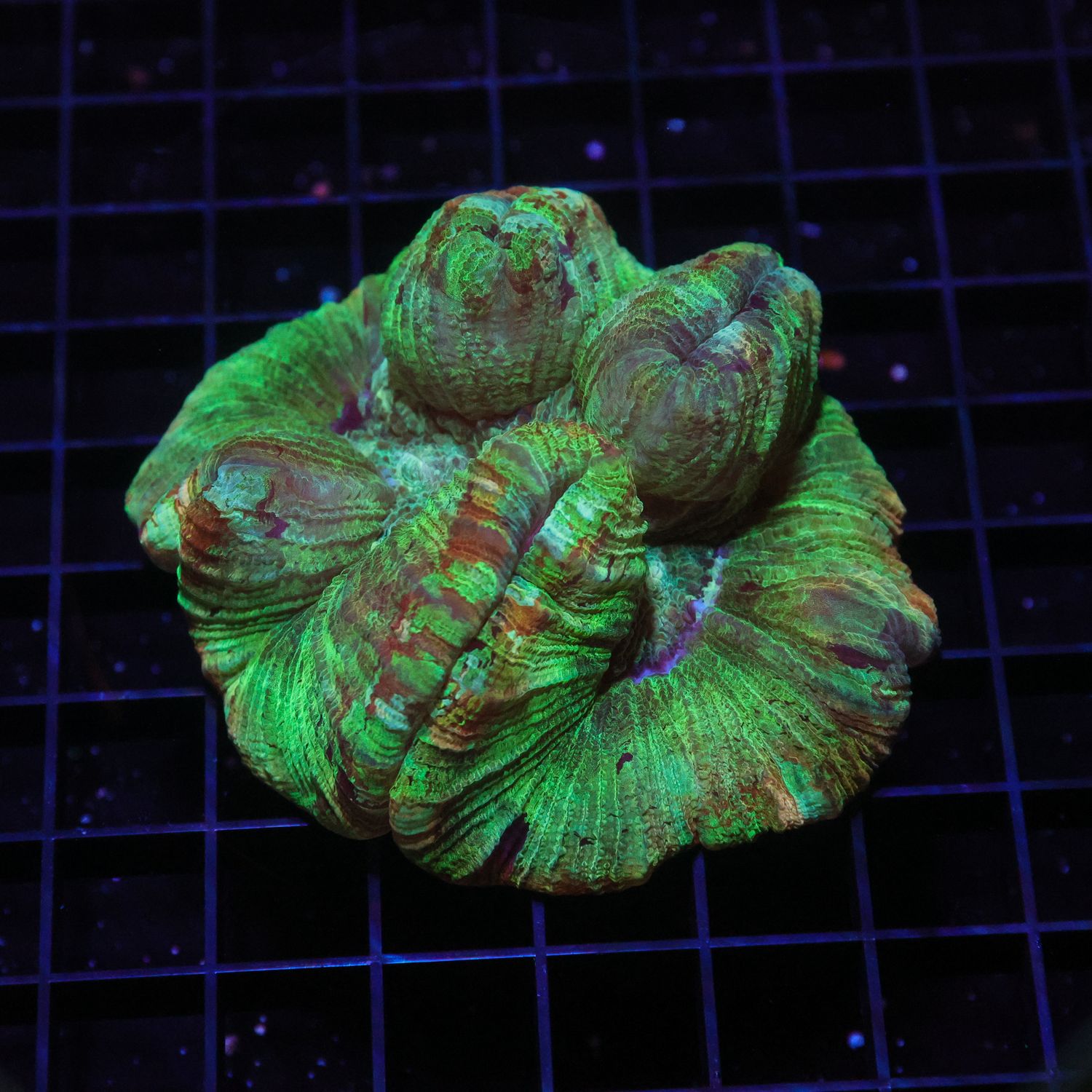 Wellso Folded Brain Coral 5 (Trachyphyllia radiata)