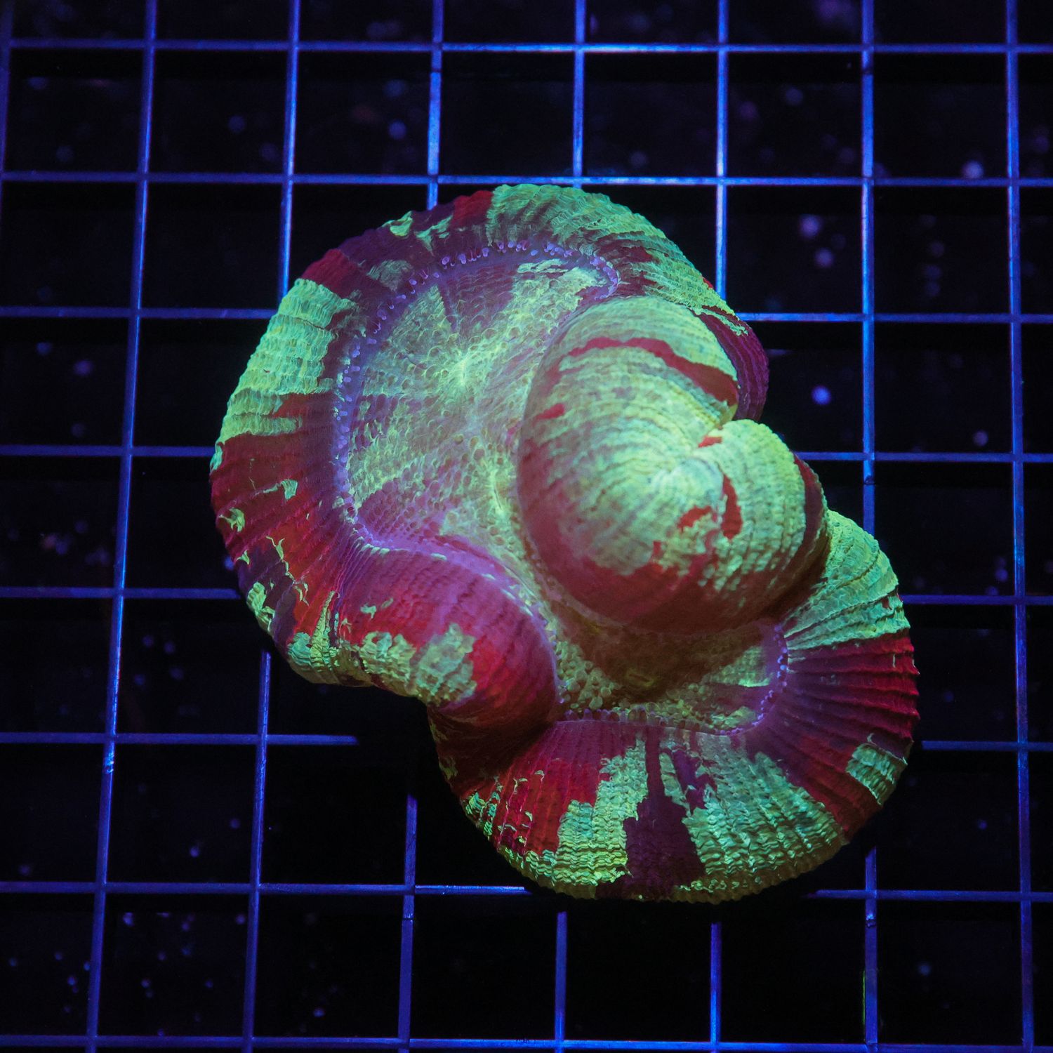 Wellso Folded Brain Coral 6 (Trachyphyllia radiata)