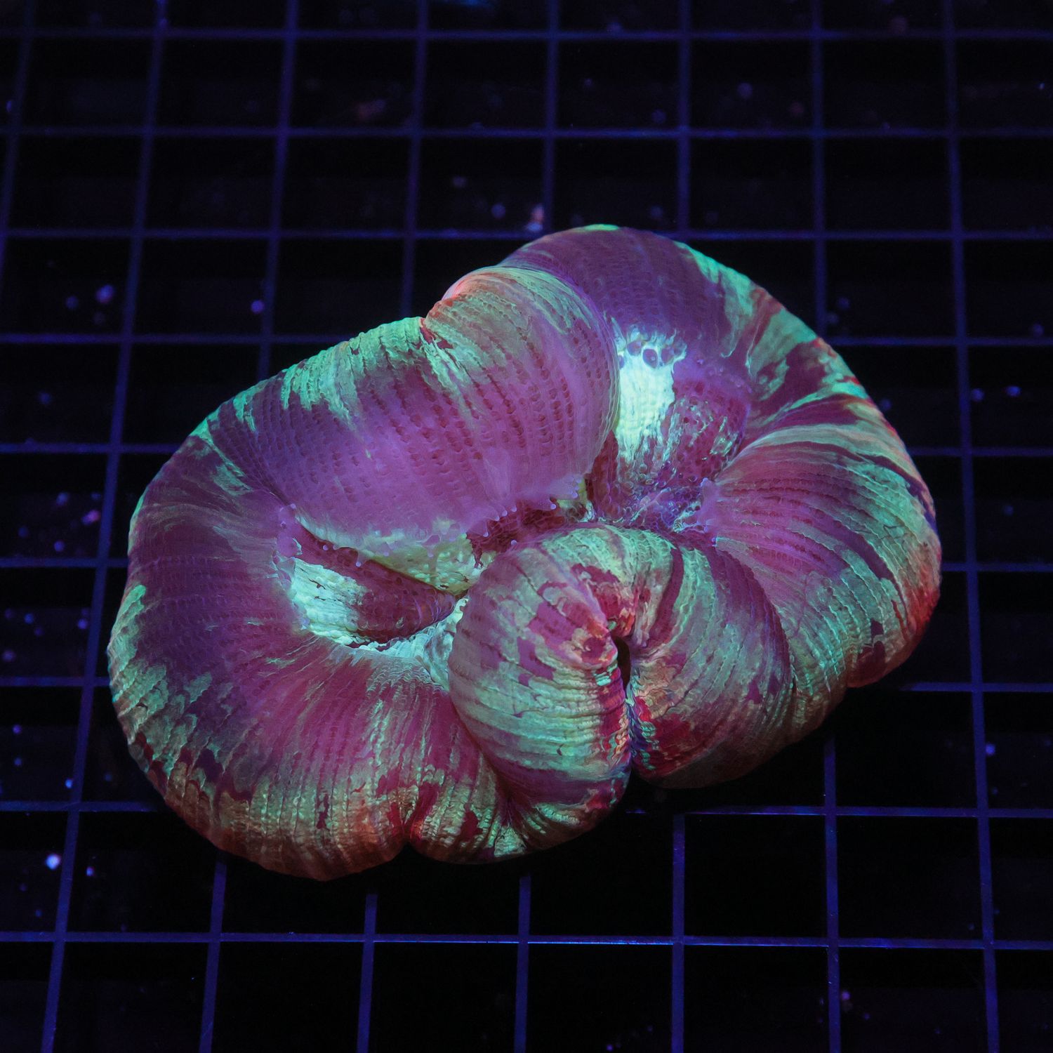 Wellso Folded Brain Coral 7 (Trachyphyllia radiata)