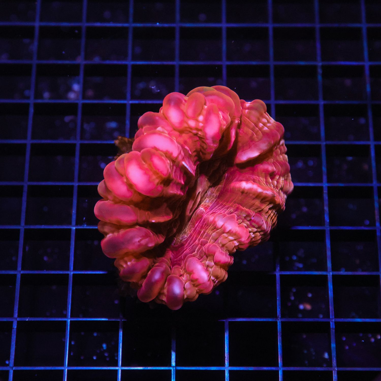 Ultra Cynarina 1 (Cyranira Lacrymalis)