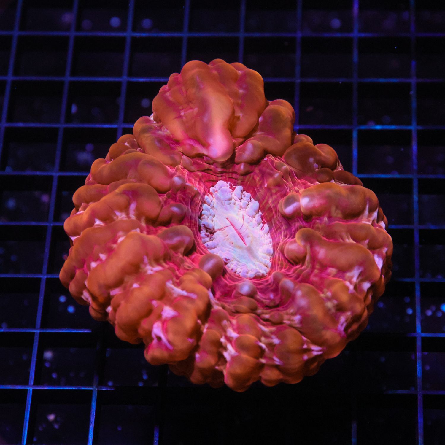 Ultra Cynarina 3 (Cyranira Lacrymalis)