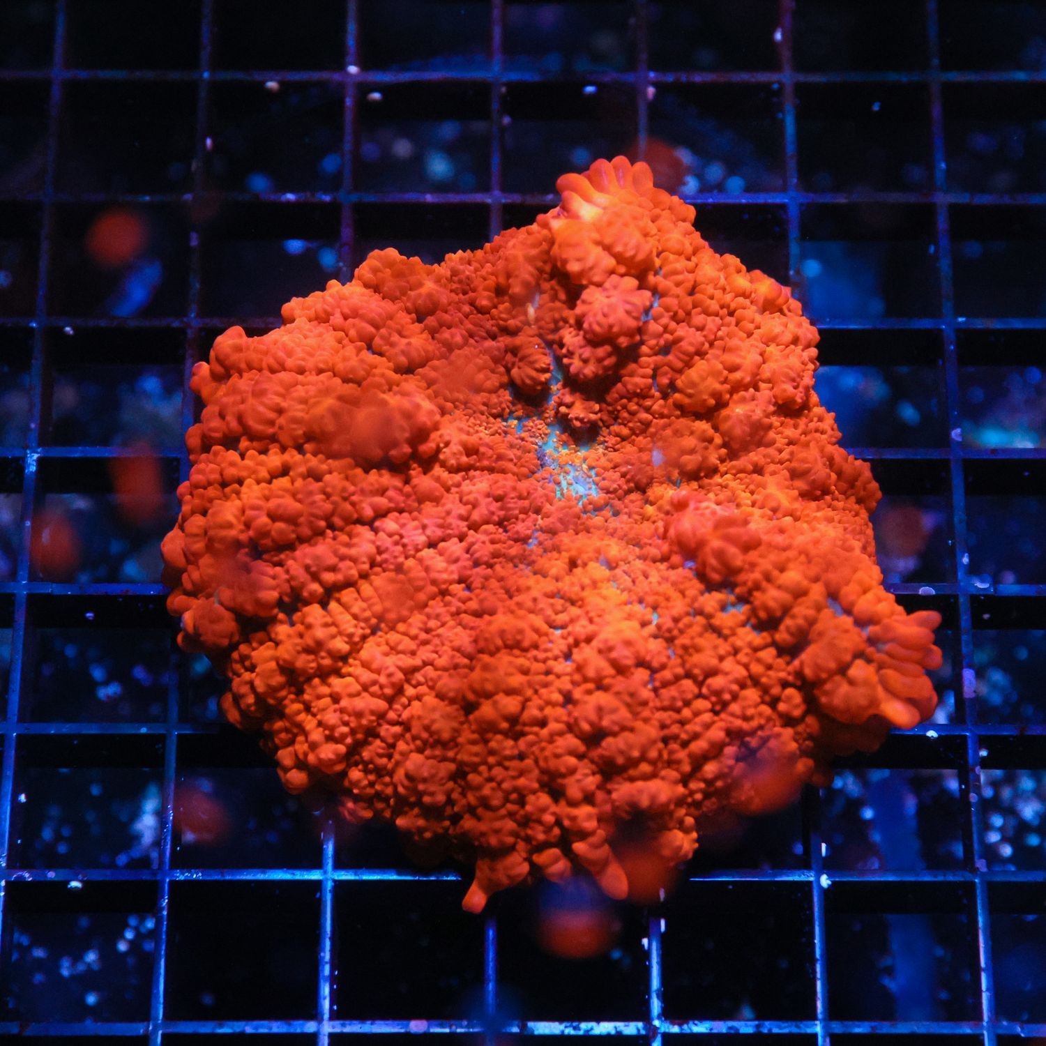 Popcorn Bounce Mushroom (Per Head)