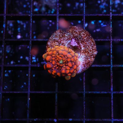 Doughboy Mushroom - Per Head (Ricordea yuma)