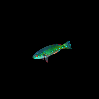 Exquisite Fairy Wrasse - Pacific (Cirrhilabrus Exquisitus)