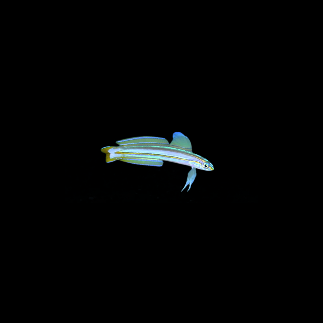 Lined Dartfish (Ptereleotris  Grammica)