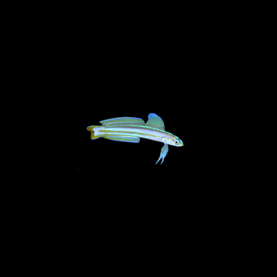 Lined Dartfish (Ptereleotris  Grammica)