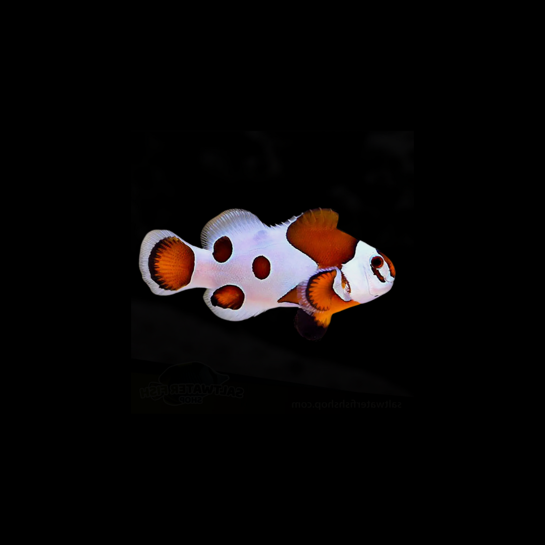 Orange Storm Clownfish (Ocellaris Sp.)
