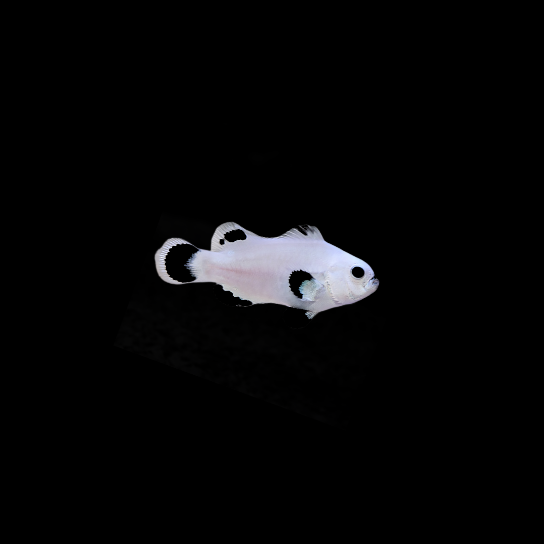 White Storm Clownfish (Ocellaris Sp.)