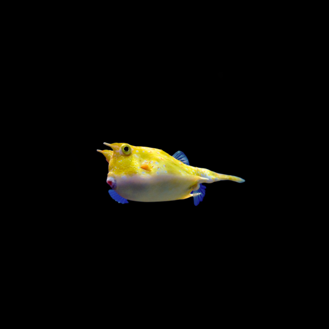 Long Horn Cowfish (Lactoria Cornuta)