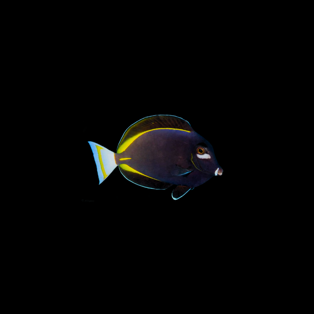 Gold Rim Tang (Acanthurus Acanthurus nigricans)