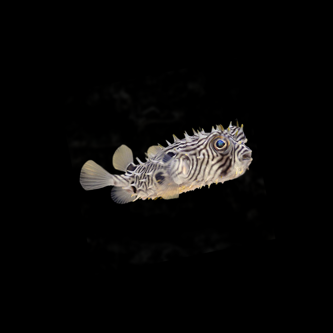 Spiny Box Puffer (Chilomycterus schoepfi)