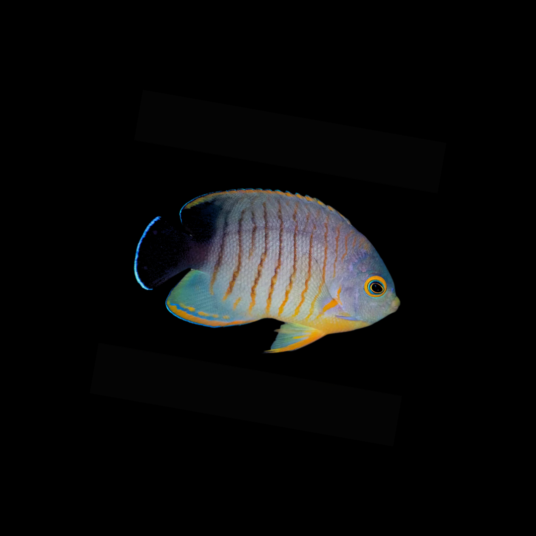 Eibli Angelfish (Centropyge Eibli)