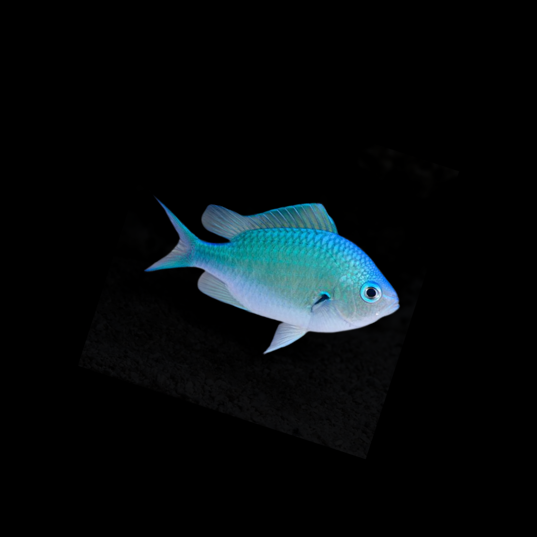 Green Chromis (Chromis viridis)