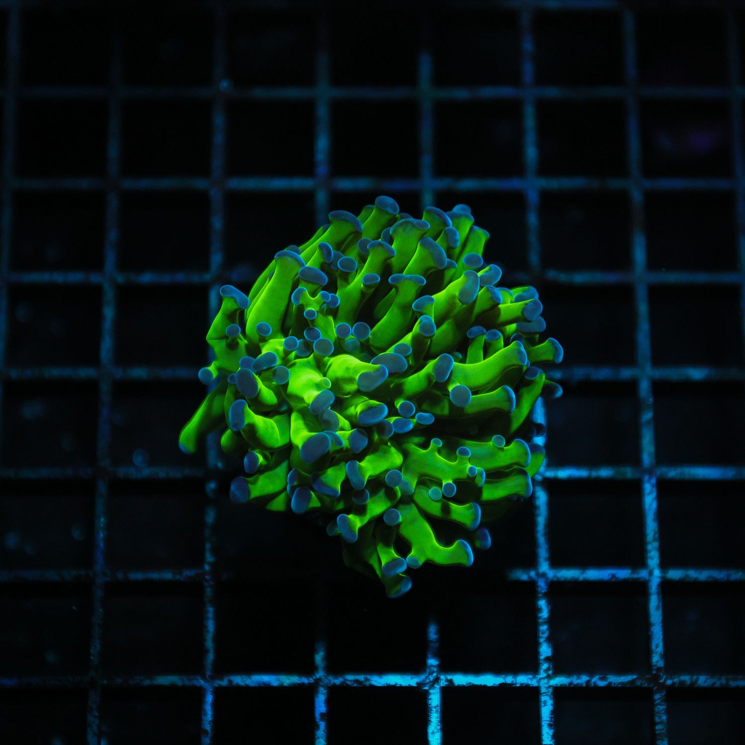 Purple Tip Branching Frogspawn (Fimbriaphyllia paradivisa)