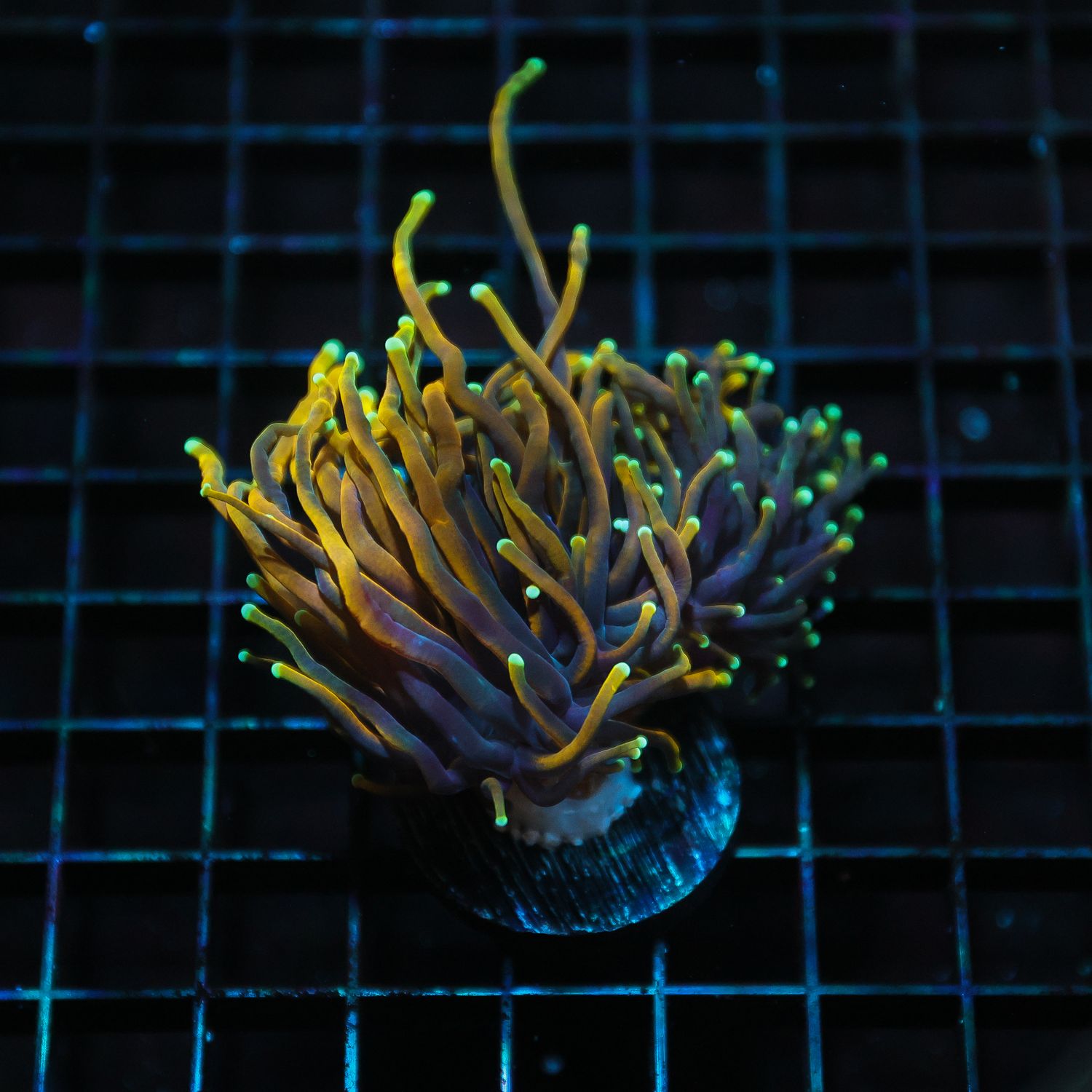 Hawt Mess Torch (Euphyllia glabrescens)