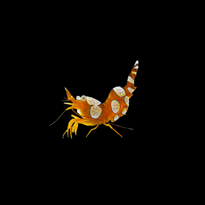 Sexy Shrimp (Thor Amboinensis)