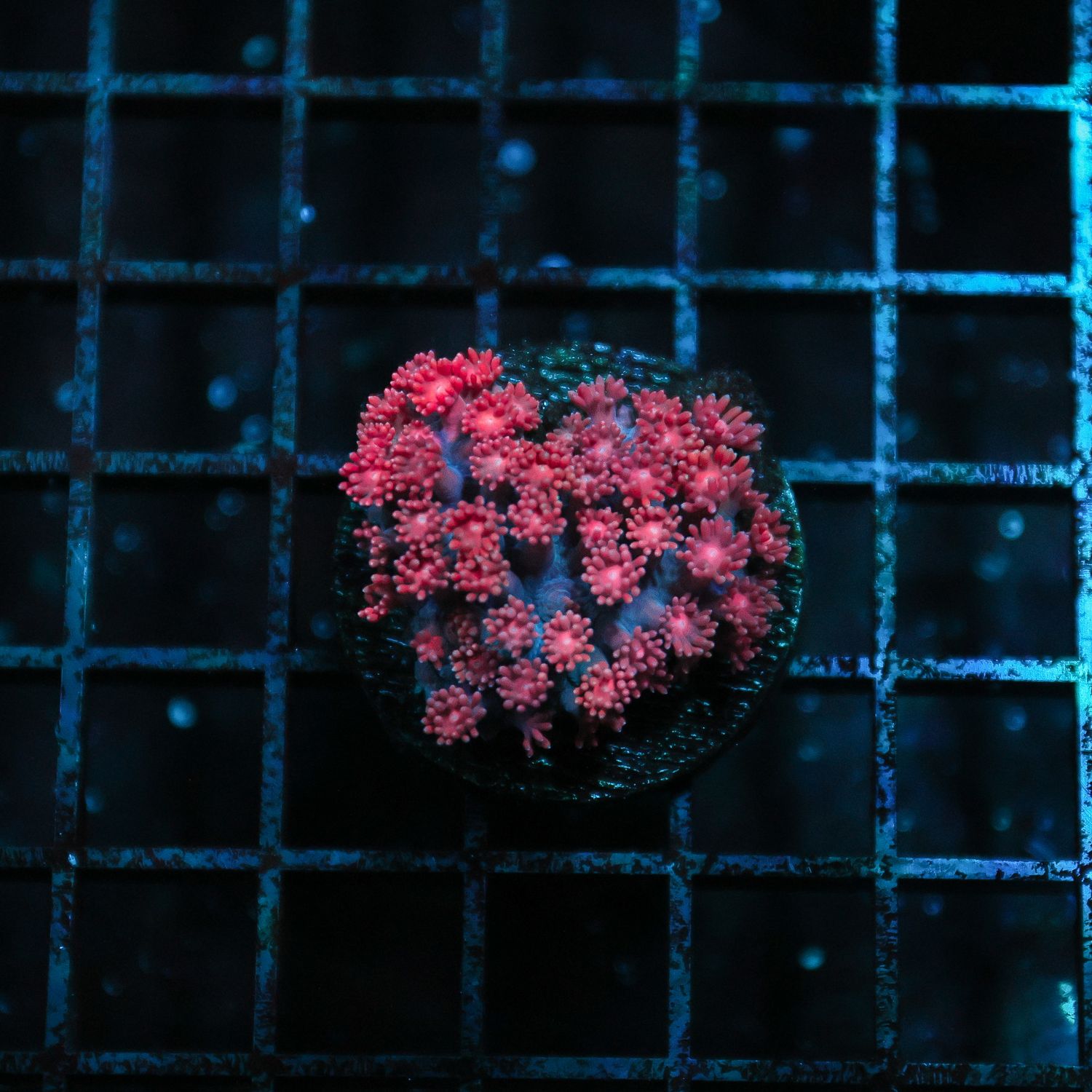 Indo Red Goni Frag (Goniopora Sp.)