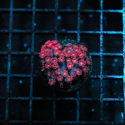 Indo Red Goni Frag (Goniopora Sp.)