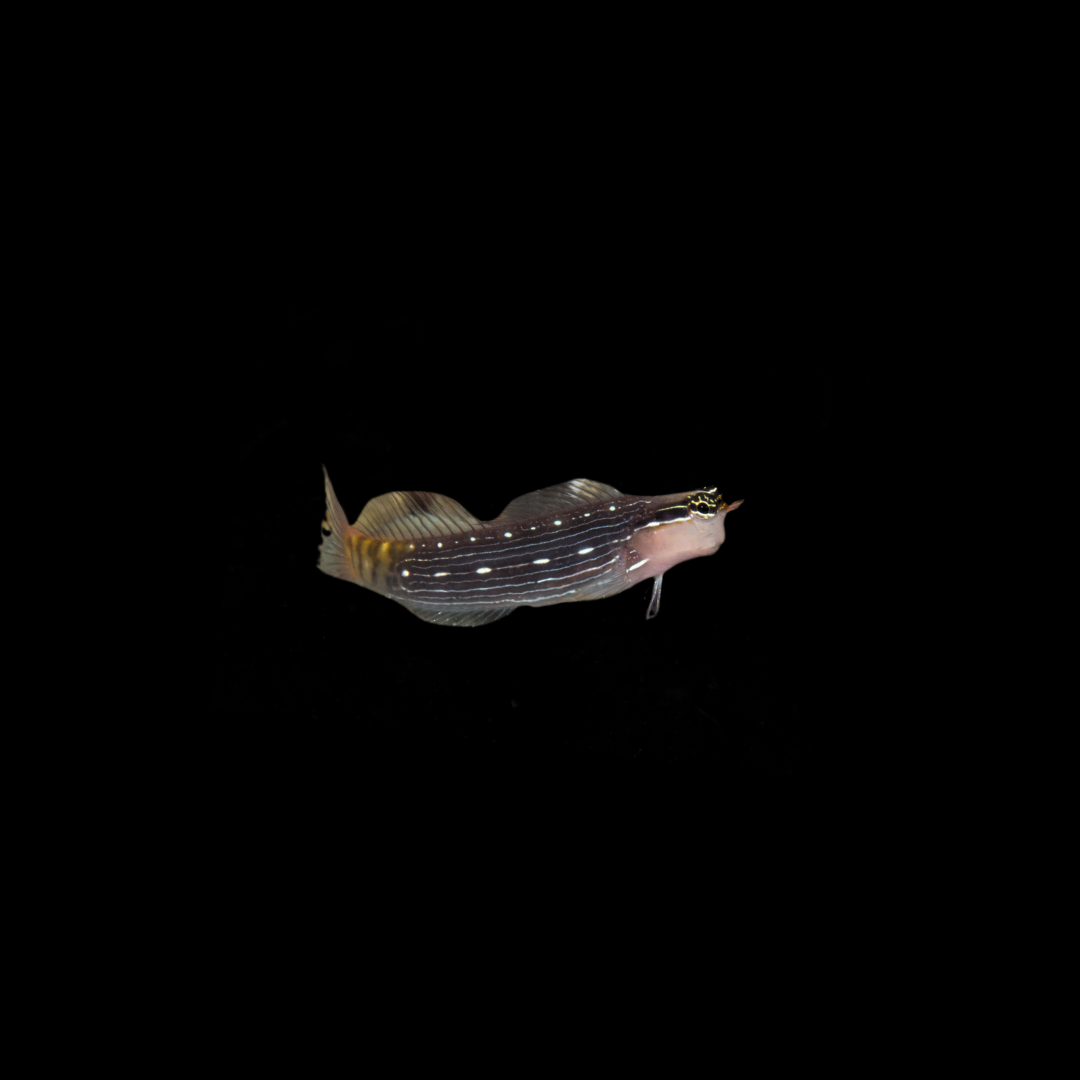 Pictus Blenny (Ecsenius Pictus)
