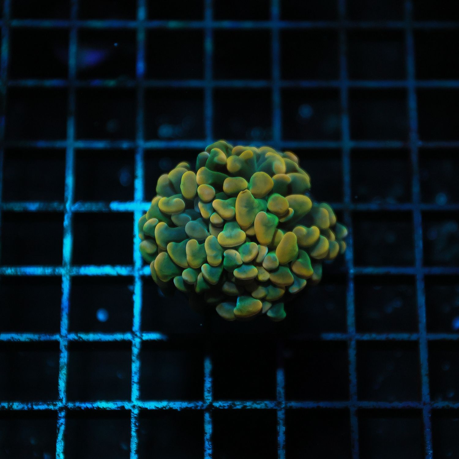 Gold Green Branching Hammer (Euphyllia parancora)