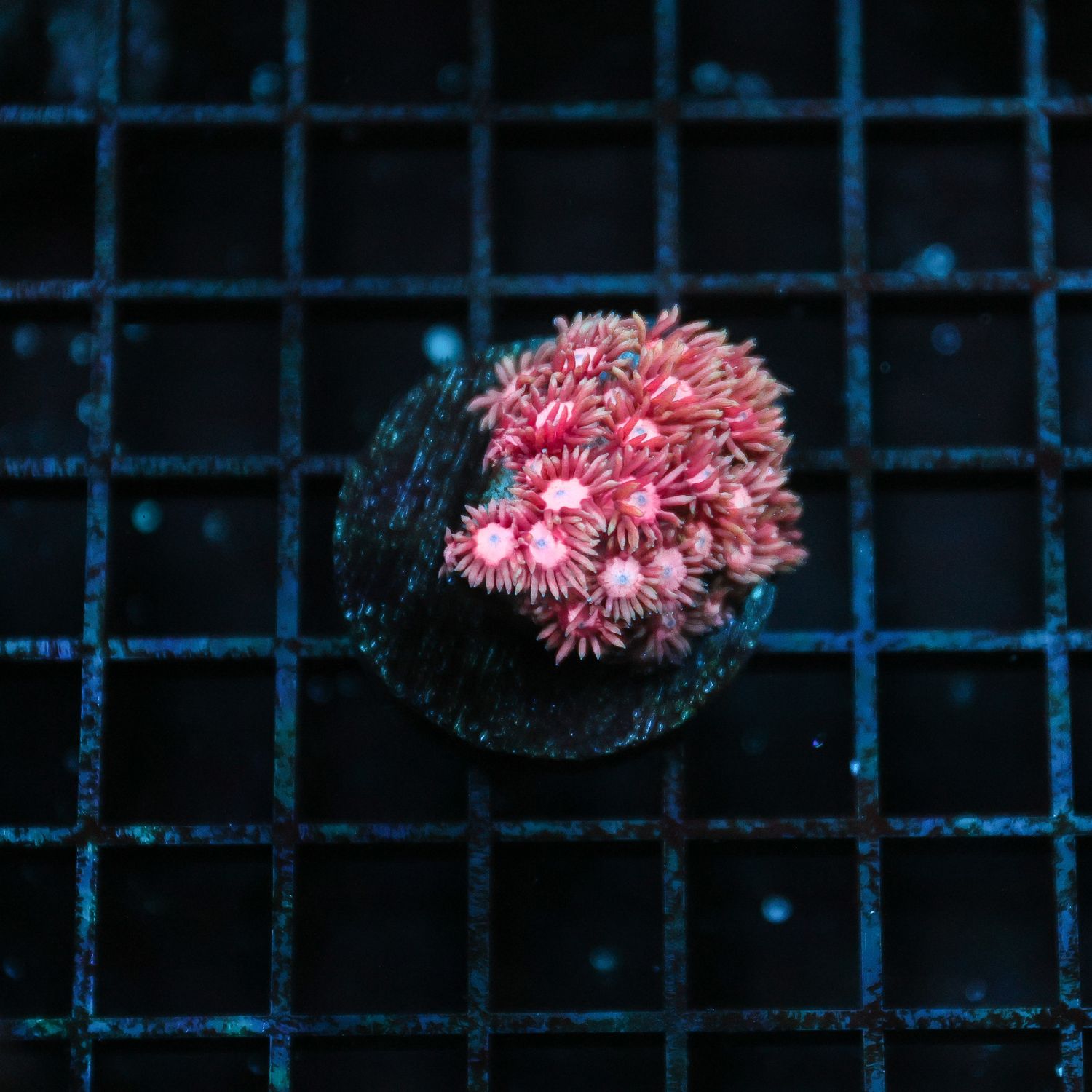 Pink Aussie Goni Frag (Goniopora Sp.)