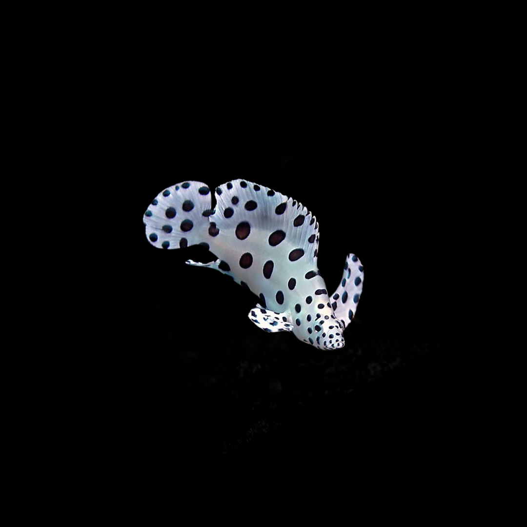 Panther Grouper (Cromileptes Altivelis)