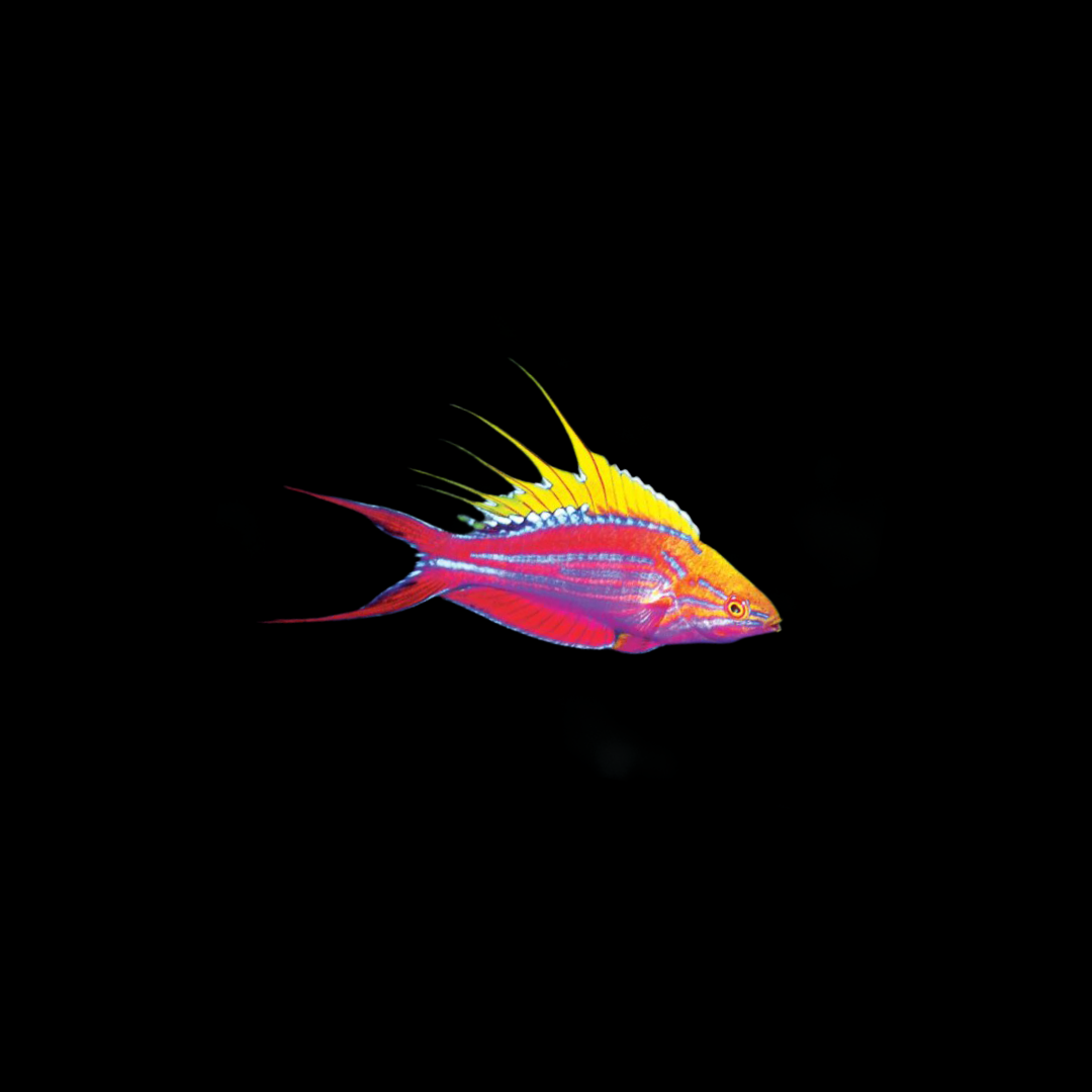 Filamented Flasher Wrasse (Paracheilinus filamentosus)