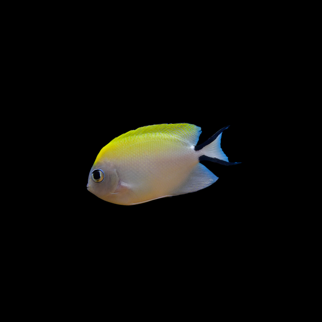 Spotbreast Angelfish (Genicanthus Melanospilos)