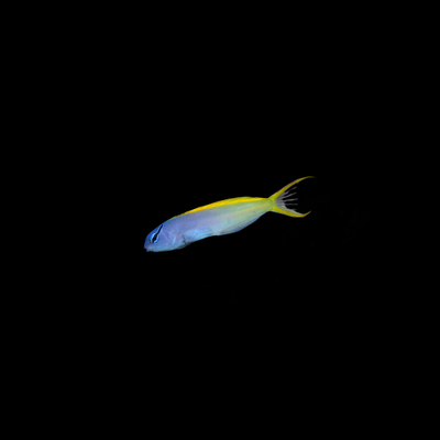 Forktail Blenny (Meiacanthus atrodorsalis)