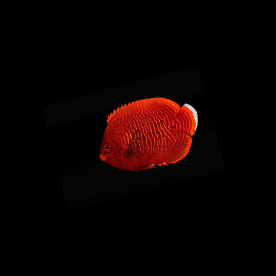 Golden Angelfish (Centropyge Aurantia)