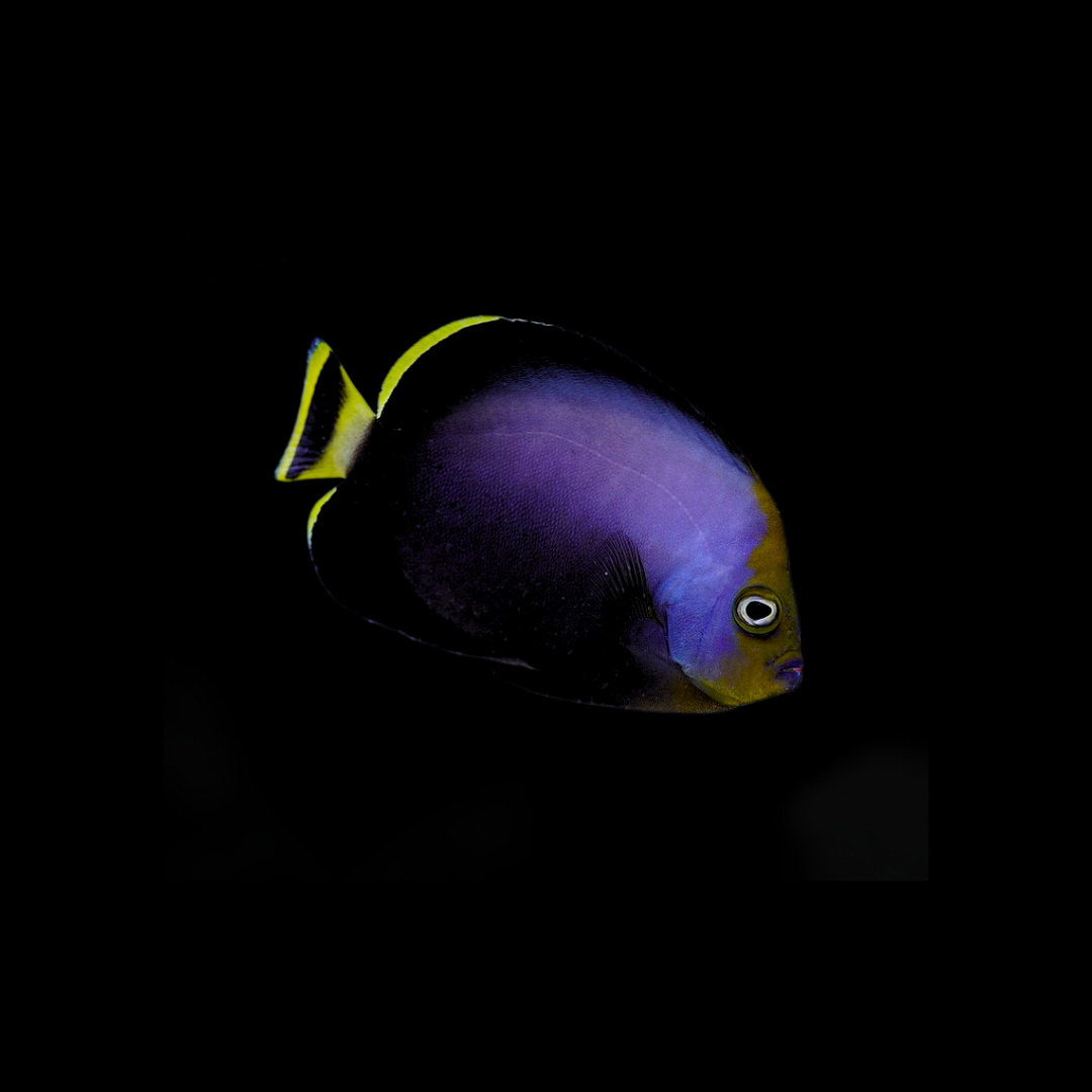 Black Velvet Angelfish (Chaetodontoplus Melanosoma)