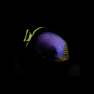Black Velvet Angelfish (Chaetodontoplus Melanosoma)