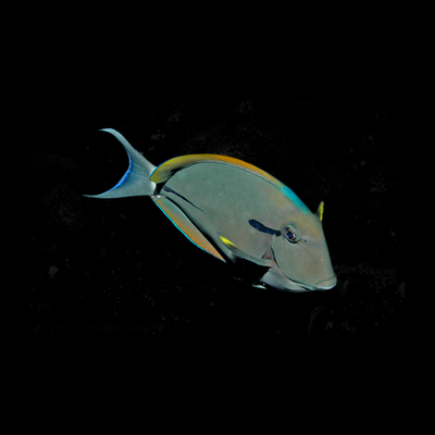 Black Shoulder Tang (Acanthurus Nigricauda)