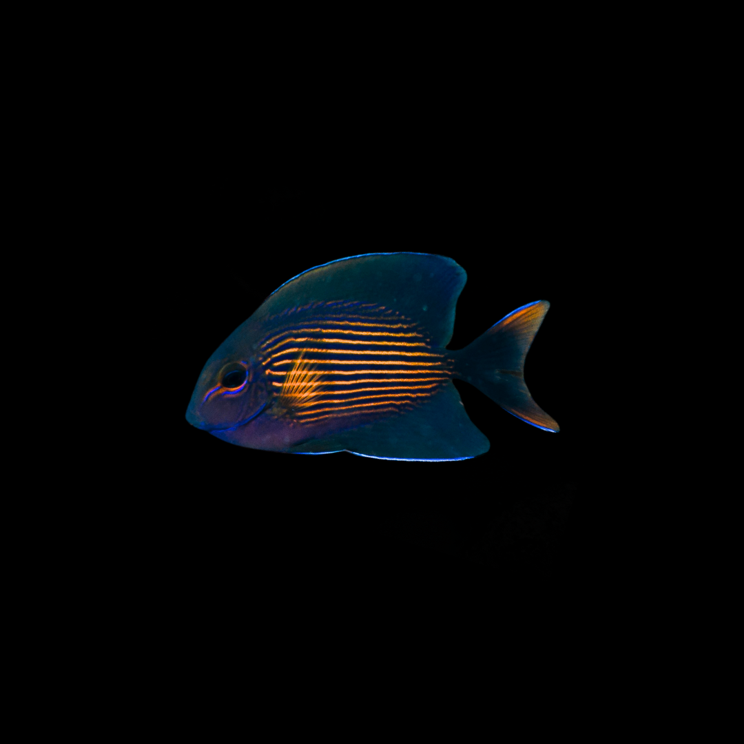 Orange Stripe Bristletooth Cf. (Ctenochaetus cf. striatus)