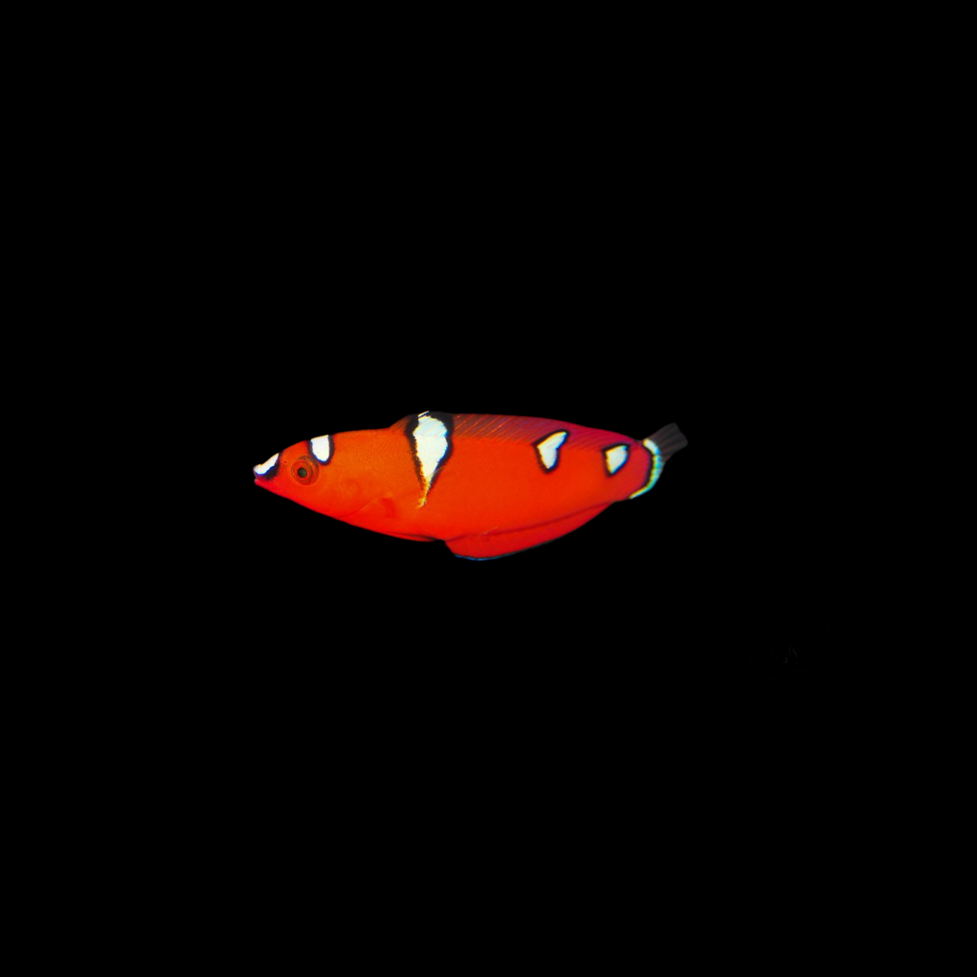 Red Coris Wrasse (Coris Gaimard)