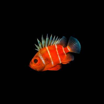 Big Eye Soldierfish (Pristigenys Serrula)