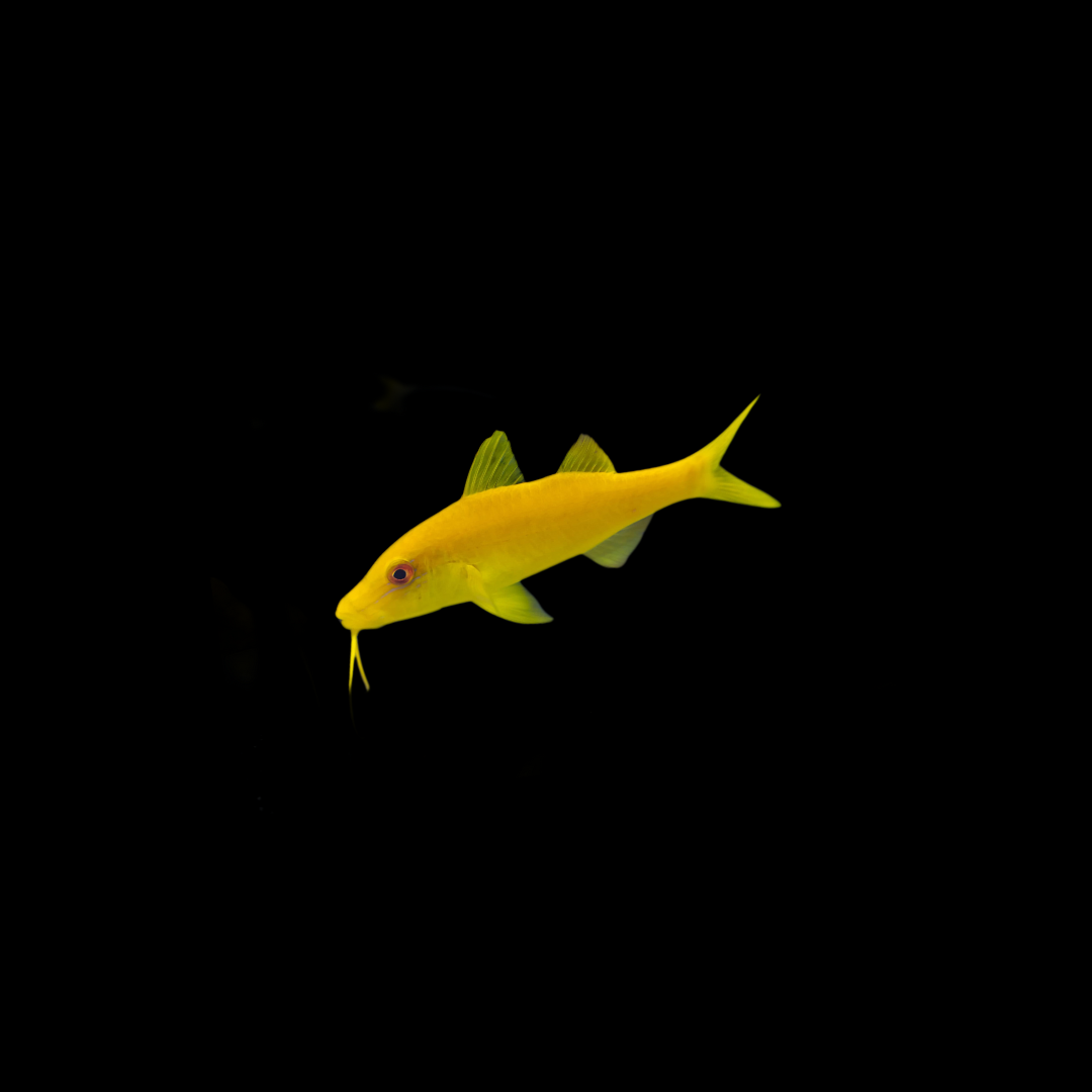 Yellow Goatfish (Parupeneus Cyclostomus)
